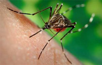 ยุงกัดสู้ได้ด้วย ยาสีฟัน