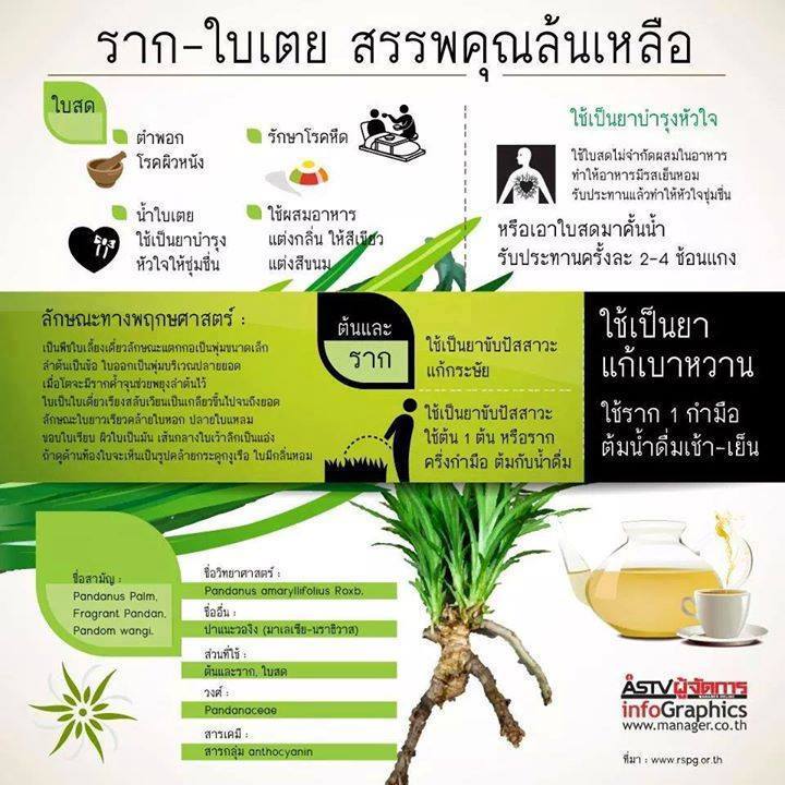 ราก-ใบเตย สรรพคุณล้นเหลือ